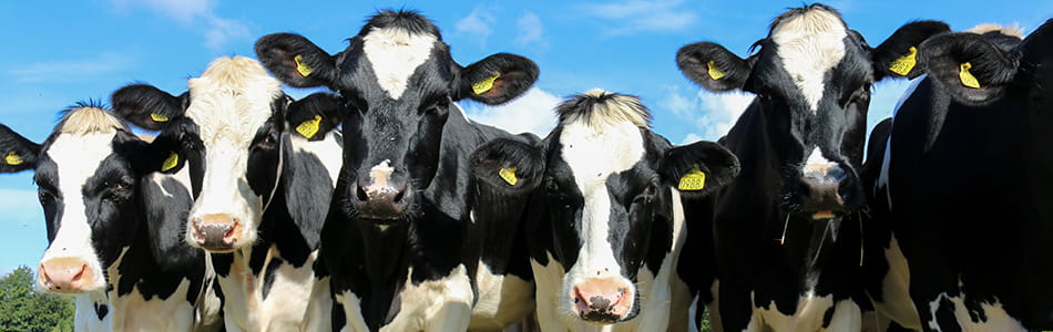 banniere-alimentation-animale